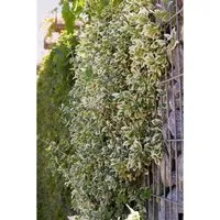 Euonymus Fortunei Emerald Gaiety Spindelstrauch Grün-Weiß 60 cm Hoch