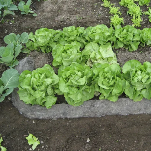 GardenWool Schneckenbremse grau 500 x 10 cm von OEM