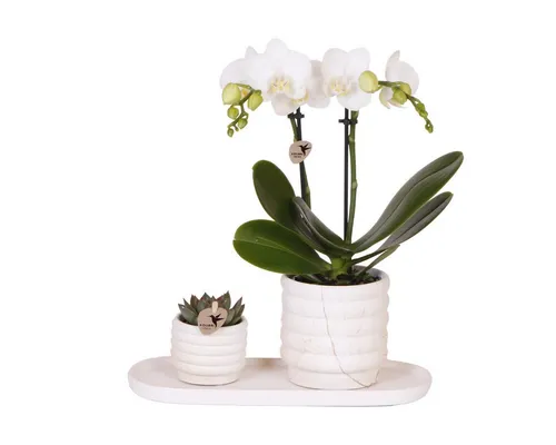 Exotenherz Zimmerpflanze Set: Phalaenopsis Orchidee Lausanne & Sukkulente - Zimmerpflanzen Set mit eleganten Marble Light Zierpflanztöpfen auf einem stilvollen weißen Tablett. Perfekt für eine ruhige und schicke Atmosphäre in jedem Raum.