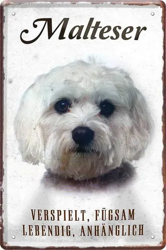 WOGEKA ART Metallbild Hunde-Rassen Steckbrief 20 x 30 cm Blechschild Haustier Hund Deko, Malteser