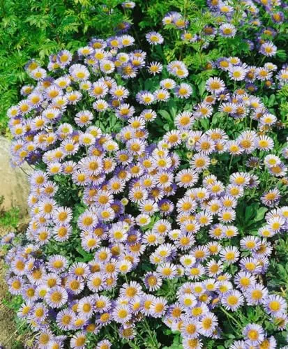 Erigeron glaucus 9x9 cm Topf – Winterhart, Mehrjährig, Pflegeleicht – Strand-Berufkraut – Bodendecker für Steingarten & Beet