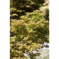 Fächerahorn Acer palmatum 'Kamagata' - Ziergehölz mit filigranen, tief eingeschnittenen Blättern, die im Herbst leuchtend gelb-orange erstrahlen. Ideal für kleine Gärten oder Terrassen, pflegeleicht und bienenfreundlich.