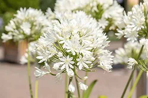 Agapanthus 'Arctic Star' - Schmucklilie - Blumensamen & -pflanzen mit strahlend weißen Blüten, die Bienen und Schmetterlinge anziehen. Pflegeleicht und winterhart bis -10 °C, ideal für Kübel und sonnige Standorte.