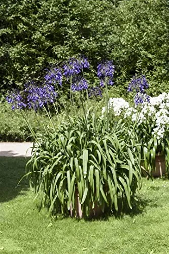 Agapanthus africanus 9x9 cm Topf – Mehrjährig, Pflegeleicht – Afrikanische Schmucklilie – Kübelpflanze für Terrasse & Balkon