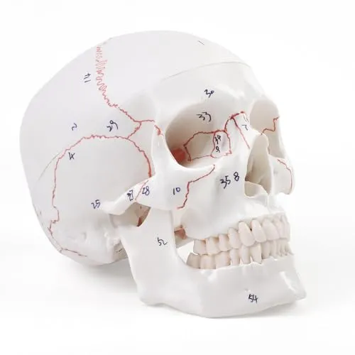 ERWEY Anatomischer Didaktik Schädel Skelett Modell für Anatomieunterricht Digital genähtes Schädelmodell mit Digitalem Logo