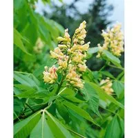 Pflanzen für Dich Gehölze Aesculus flava Vestita - Gelbe Rosskastanie - Rosen, sonnige Standorte, aufrecht und ausladend wachsend, mit leuchtend gelben Blüten von Mai bis Juni, ideal für nährstoffreiche, gut durchlässige Böden.