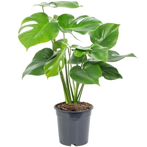 Fensterblatt - Monstera Deliciosa, pflegeleichte Zimmerpflanze - Garten-Zubehör mit klimaverbessernder Wirkung, benötigt mäßig Wasser und einen hellen Standort. Ideal für Wohnbereich und Büro, Höhe ca. 75 cm, Topf-Ø 19 cm.