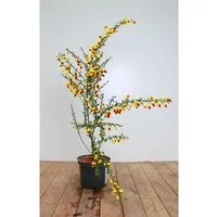 Produktbild Cytisus Scoparius Besenginster Dragonfly 30-40 cm