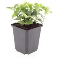 Exotenherz Bodendecker Kanadischer Hartriegel Cornus Canadensis 9cm Topf Set mit 12 Pflanzen