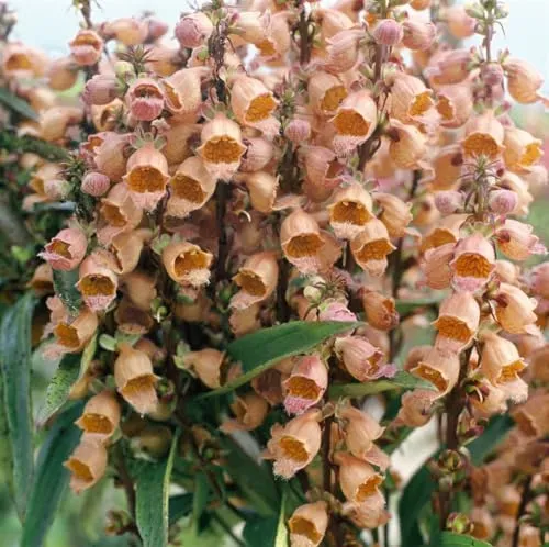 Digitalis parviflora 9x9 cm Topf – Winterhart, Mehrjährig, Pflegeleicht – Fingerhut – Staude für Beet & Rabatte