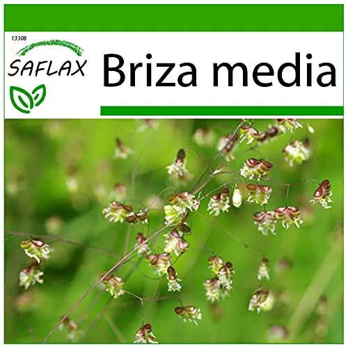 SAFLAX - Gräser-Bambus-Herz-Zittergras/Jungfernhaar - 75 Samen - Mit keimfreiem Anzuchtsubstrat - Briza media