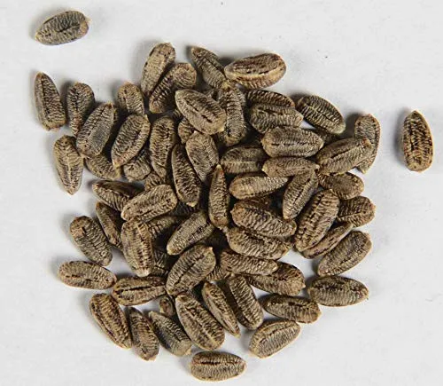 Eselsdistel Wolldistel Onopordum acanthium 160 Samen in lila von Dixis Samen