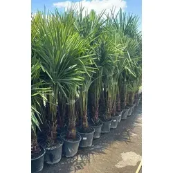 Trachycarpus Fortunei – Winterharte Hanfpalme ca. 160 cm - Frostharte Hanfpalme (Trachycarpus Fortunei) aus Spanien, ideal für Garten und Terrasse. Mit schöner Krone und stabilem Wuchs, perfekt für mitteleuropäisches Klima. Lieferung im kräftigen Wurzelballen.