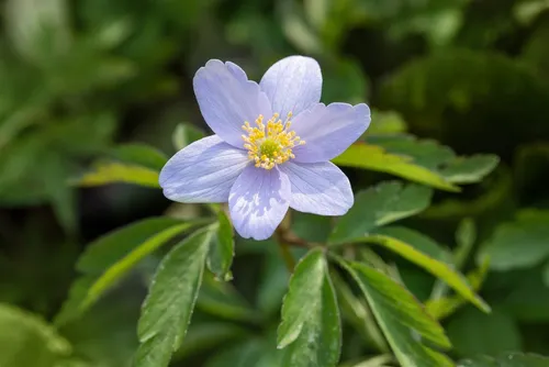 Pflanzen für Dich Staude Anemone nemorosa Robinsoniana, 1 St., Buschwindröschen