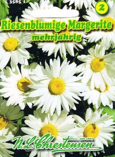 Riesenblumige Margerite Chrysanthemum maximum mehrjährig Staude