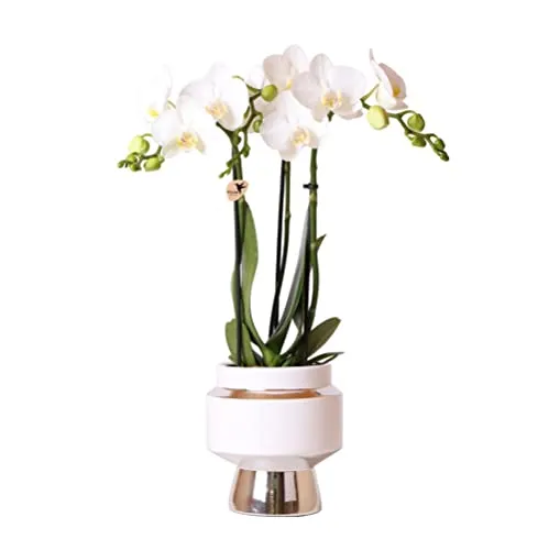 Weiße Phalaenopsis Orchidee Amabilis im Le Chic Deko-Topf - Elegante Zimmerpflanze mit schneeweißen Blüten, ideal für stilvolle Wohnräume. Der 9 cm Topf mit silbernen Details verleiht Ihrem Zuhause Luxus und Atmosphäre.