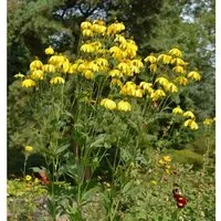 Produktbild Fallschirm Rudbeckia Herbstsonne - Rudbeckia nitida