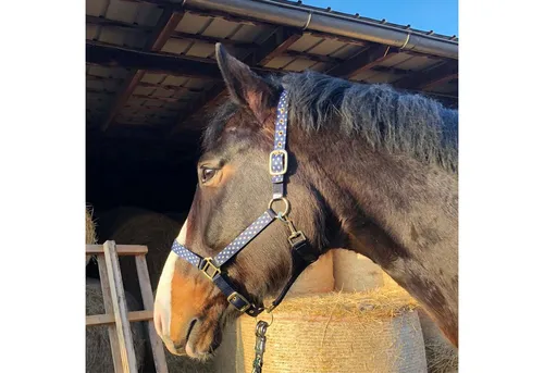 Pferdelinis Halfter Halfter für Pferde in blau, 2-fach verstellbar Shetty, Pony, Cob, Wb, verstellbar