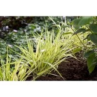 Hakonechloa Macra Aureola - Japanisches Waldgras in Gelb-Grün - Elegantes Ziergras mit überhängenden Horsten und gelb-grün gestreiftem Laub, ideal für schattige Gärten und als Kübelpflanze. Bringt Bewegung und Struktur in Beete.