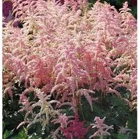 Prachtspiere Bressingham Beauty - Astilbe arendsii