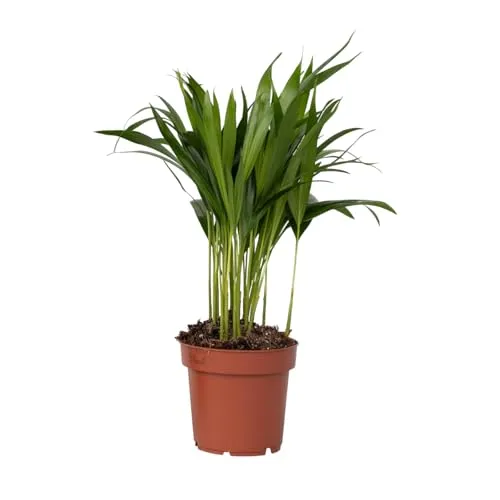 Plant in a Box - Goldfruchtpalme - Dypsis lutescens - Höhe 30-45cm - Pot 12cm - Zimmerpflanze - Grün