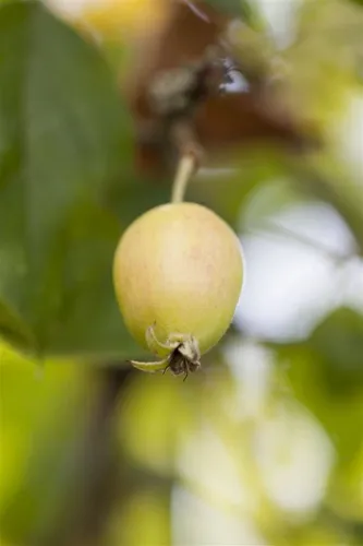 Pflanzen für Dich Gehölze Malus 'John Downie' Zierapfelbaum - Zierapfelbaum mit weißen Blüten, ideal für sonnige und windgeschützte Standorte. Wuchsform: aufrecht und ausladend, perfekt zur Verschönerung Ihres Gartens.