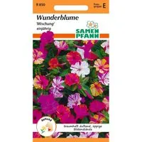 SAMEN PFANN Wunderblume Mischung