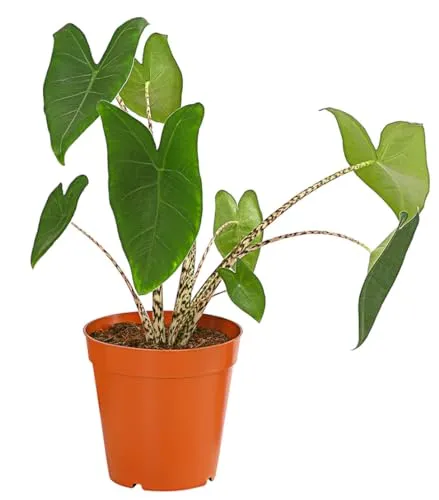 Dehner Pfeilblatt, Alocasia zebrina, gestreifte Stängel, 60-70 cm inkl. Pflanztopf, Ø Topf 15 cm, Zimmerpflanze