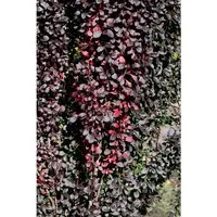 Berberis Thunbergii Red Pillar