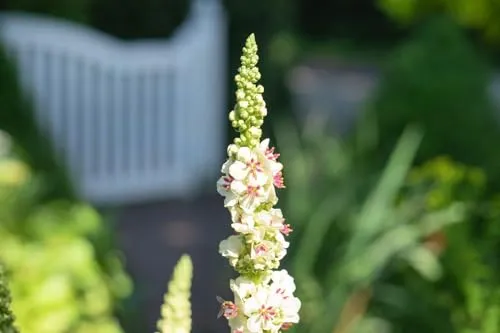 Verbascum nigrum 'Album' 9x9 cm Topf – Winterhart, Mehrjährig, Pflegeleicht – Schwarze Königskerze – Beetstaude für Garten & Rabatte