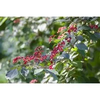 Viburnum lantana - Wolliger Schneeball, 1 St. - Ziergehölz mit ganzjährigem Zierwert, blüht im Mai-Juni und bietet attraktive Früchte. Robust, winterhart und ideal für Hecken oder als Solitärpflanze.
