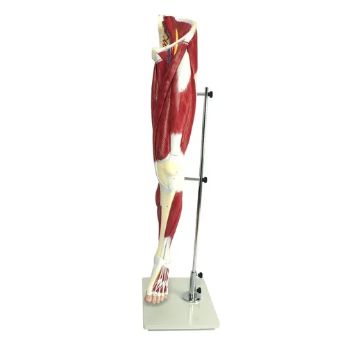 Lebensgroßes Muskelbein Anatomie Modell 13-teilig - Hochwertiges anatomisches Modell aus PVC zur anschaulichen Darstellung der Beinmuskulatur. Ideal für Bildungszwecke und professionellen Einsatz in der Anatomie.