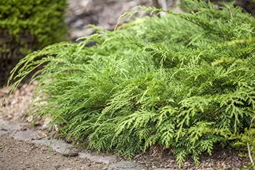 Microbiota decussata 'Lucas' 20-30 cm – Winterhart, Immergrün, Pflegeleicht – Sibirische Teppichzypresse – Bodendecker für Garten & Steingarten