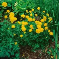 Trollius X Cult.'Earliest Of All' Trollblume Ca. 11x11 cm Topf