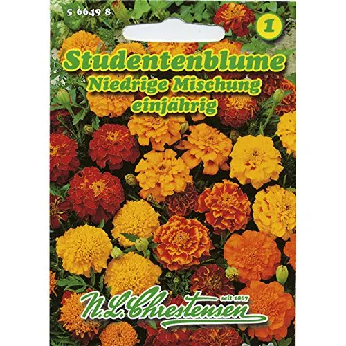 Studentenblume Niedrige Mischung einjährig Tagetes patula nana