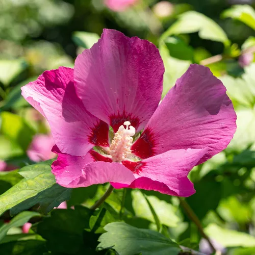 Garteneibisch Hibiscus syriacus Woodbridge