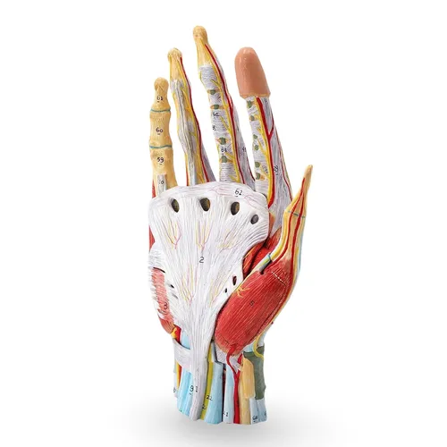 Hand Anatomie Modell lebensgroß mit Arterien und Venen - Hochwertiges PVC-Modell der Hand, ideal für Lehrzwecke. Detailreiche Darstellung von Arterien und Venen ermöglicht anschauliches Lernen in der Anatomie. Perfekt für wissenschaftliche Studien.