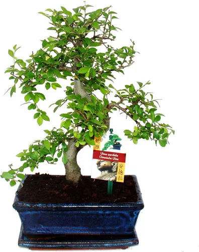 Bonsai Chinesische Ulme - Ulmus parviflora - ca. 8 Jahre - Bonsai mit individueller Handgestaltung, perfekt für kühle Räume. Ideal für Bonsai-Liebhaber, die ein einzigartiges Unikat suchen.