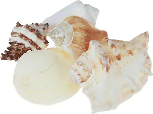 Maritime Deko Muschelmix für Südsee-Flair zuhause