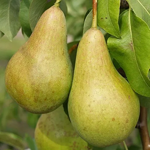 Abate Fetel Birnenbaum, Niedrigstamm, 120-140cm - Obstsamen & -pflanzen, sehr beliebte Tafelbirne mit bissfestem, süß-aromatischem Fruchtfleisch; ideal für Frischverzehr und Verarbeitung, pflegeleicht und frosthart.
