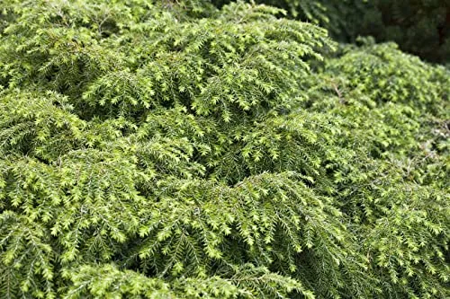 Zwerg-Hemlocktanne 'Nana' 25–30 cm – Pflegeleichtes Ziergehölz für Garten & Kübel