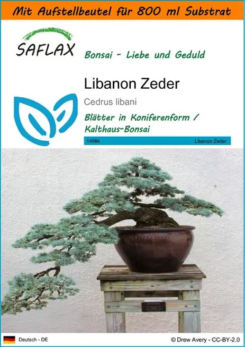 SAFLAX Blumensamen SAFLAX - Garden in the bag - Libanon Zeder