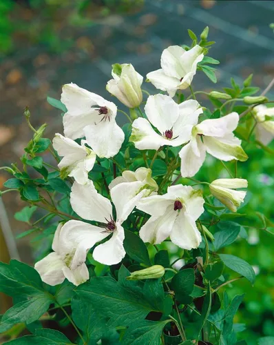 Clematis viticella 'Alba Luxurians' - Italienische Waldrebe - Kletterpflanze mit eleganten weißen Blüten, bienenfreundlich und pflegeleicht. Ideal für Zäune und Pergolen, erreicht bis zu 3 Meter Höhe.