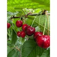 Burlat frühe robuste Süßkirsche Buschbaum 110-140 cm