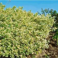 Euonymus japonicus 'President Gauthier' - Immergrüner Japanische Spindelstrauch - Attraktiver, pflegeleichter Strauch mit grün-weißen Blättern, ideal für Hecken und winterhart bis -20 °C. Perfekt für Gärten in kalten Klimazonen.