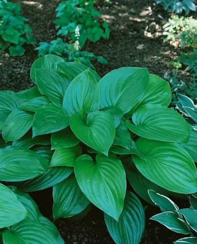 Hosta plantaginea ‘Aphrodite’ – Winterharte Funkie im 11x11 cm Topf - Wunderschöne winterharte Hosta ‘Aphrodite’ mit gefüllten, duftenden Blüten. Pflegeleicht und ideal für Schattenbeete oder Kübel. Bienenfreundlich mit dekorativen Blättern, perfekt für Garten und Terrasse.