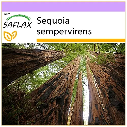 SAFLAX von Saflax