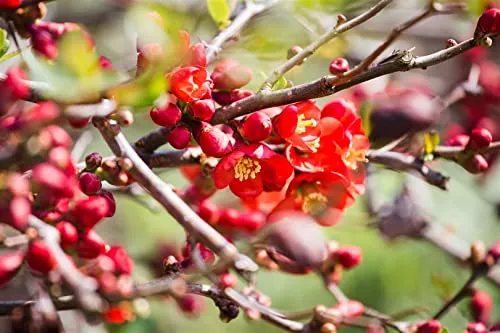Chaenomeles japonica 40–60 cm – Winterhart & Mehrjährig & Pflegeleicht – Japanische Zierquitte – Heckenpflanze für Garten & Sichtschutz