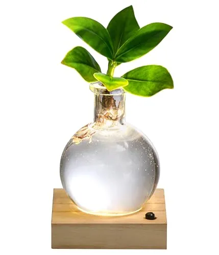 Dehner Waterplant Balsamapfel, Clusia rosea Princess, Wasserpflanze im Kugelglas, mit Holzuntersetzer und LED-Beleuchtung, 20 x 9 x 9 cm, Zimmerpflanze