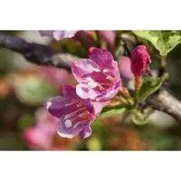 Weigela Styriaca - Ziergehölz mit üppigen Blüten - Weigela ‘Styriaca’ ist ein blühender Zierstrauch mit zarten rosa Blüten, ideal für Vorgärten oder als Solitär. Pflegeleicht und winterhart, begeistert er mit reicher Blütenfülle und harmonischen Akzenten im Garten.